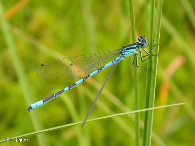 <i>Coenagrion hastulatum</i> (Charpentier, 1825) © F. Jiguet