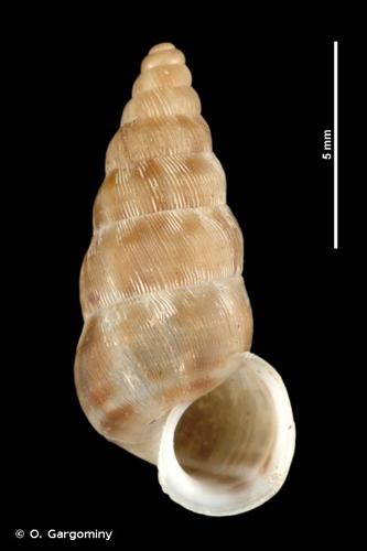 <i>Obscurella obscura obscura</i> (Draparnaud, 1805) © O. Gargominy