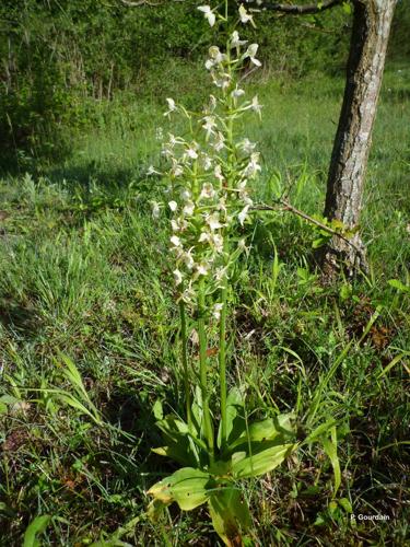 <i>Platanthera chlorantha</i> (Custer) Rchb., 1828 © P. Gourdain