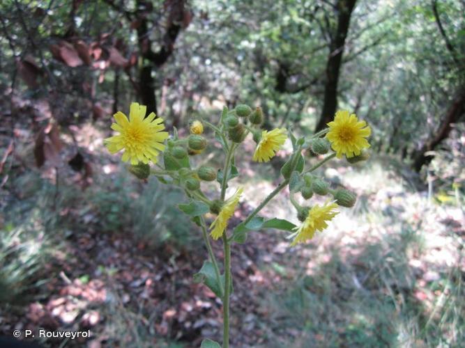 <i>Andryala integrifolia</i> L., 1753 © P. Rouveyrol