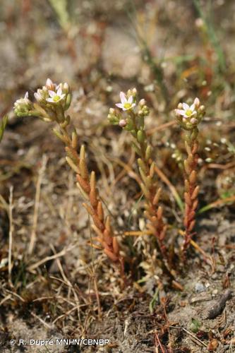 <i>Sedum pentandrum</i> (DC.) Boreau, 1849 © R. Dupré MNHN/CBNBP