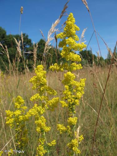 <i>Galium verum </i>L., 1753 subsp.<i> verum</i> © H. Tinguy