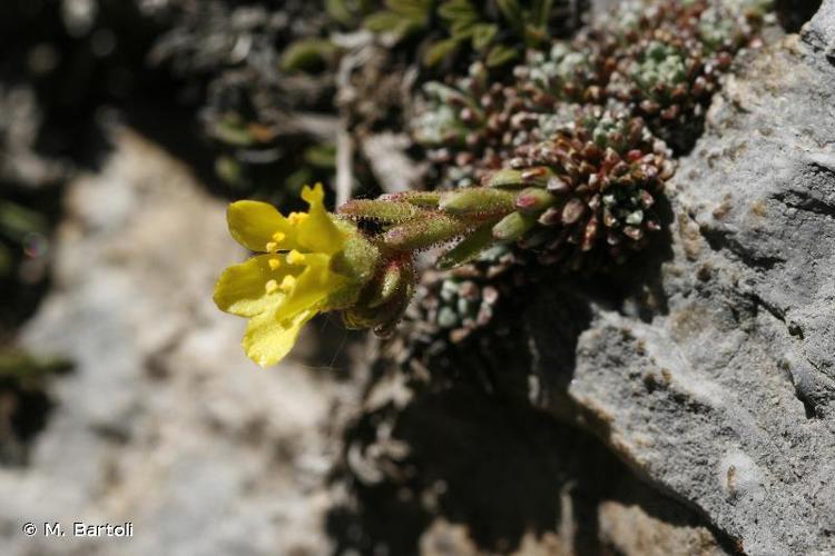 <i>Saxifraga aretioides</i> Lapeyr., 1801 © M. Bartoli