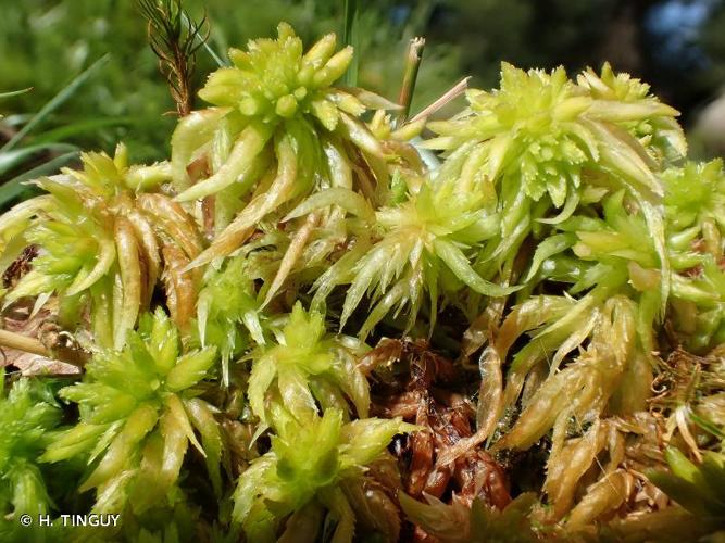 <i>Sphagnum auriculatum</i> Schimp., 1857 © H. TINGUY