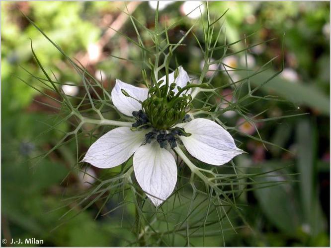 <i>Nigella damascena</i> L., 1753 © 