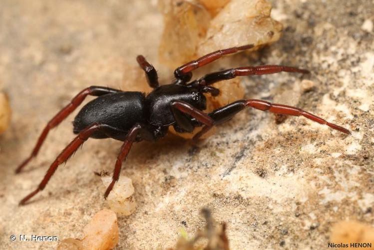 <i>Trachyzelotes pedestris</i> (C.L. Koch, 1837) © 