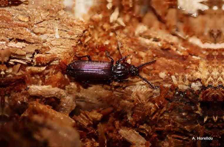 <i>Rhysodes sulcatus</i> (Fabricius, 1787) © A. Horellou