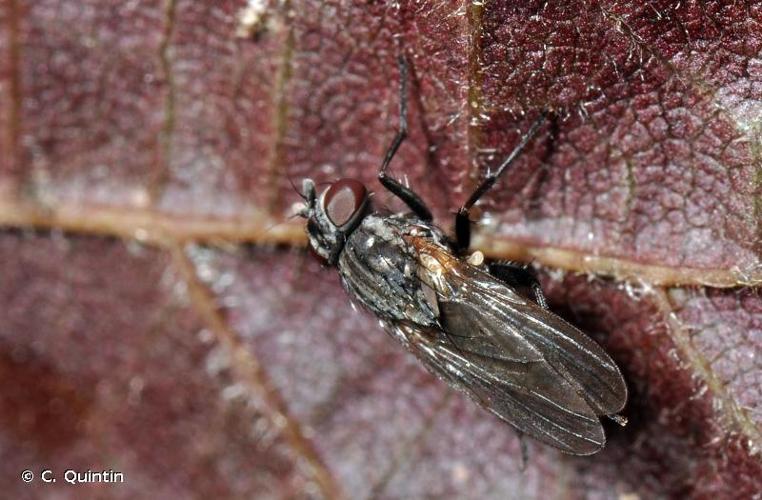 <i>Fannia canicularis</i> (Linnaeus, 1760) © C. Quintin