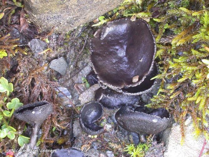 <i>Helvella corium</i> (Weberb.) Massee © Nicolas Van Vooren