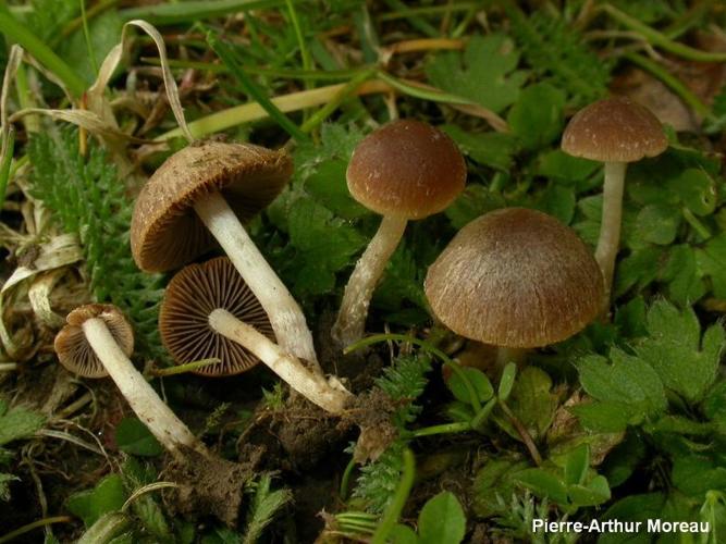 <i>Psathyrella panaeoloides</i> (Maire) Svrček ex Arnolds © PA. Moreau