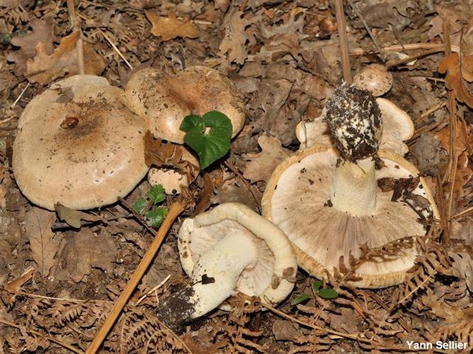 <i>Tricholoma acerbum</i> (Bull. : Fr.) Quél. © Y. Sellier