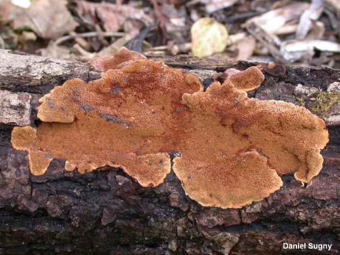 <i>Phellinus ferruginosus</i> (Schrad. : Fr.) Pat., 1900 © D. Sugny