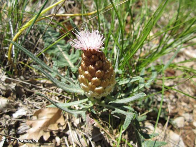 <i>Rhaponticum coniferum</i> (L.) Greuter, 2003 © P. Rouveyrol