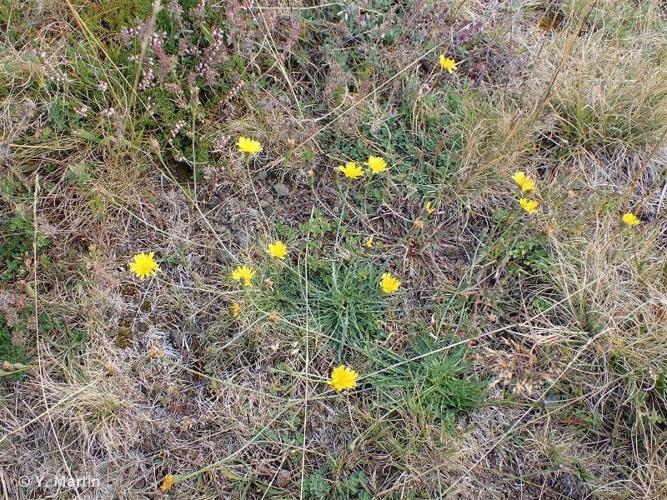 <i>Scorzoneroides autumnalis</i> (L.) Moench, 1794 © 