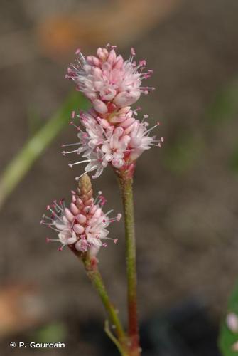 <i>Persicaria amphibia</i> (L.) Gray, 1821 © P. Gourdain