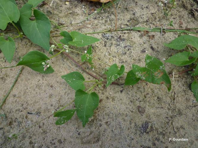 <i>Fallopia convolvulus</i> (L.) Á.Löve, 1970 © P. Gourdain