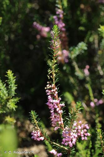 <i>Erica vagans</i> L., 1770 © O. Roquinarc'h