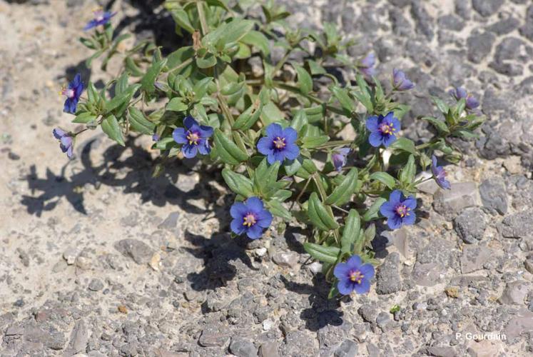 <i>Lysimachia foemina</i> (Mill.) U.Manns & Anderb., 2009 © P. Gourdain