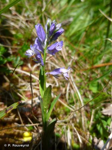 <i>Polygala vulgaris</i> L., 1753 © P. Rouveyrol