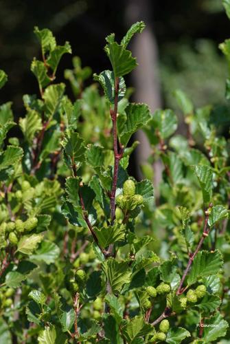 <i>Alnus alnobetula</i> (Ehrh.) K.Koch, 1872 © P. Gourdain