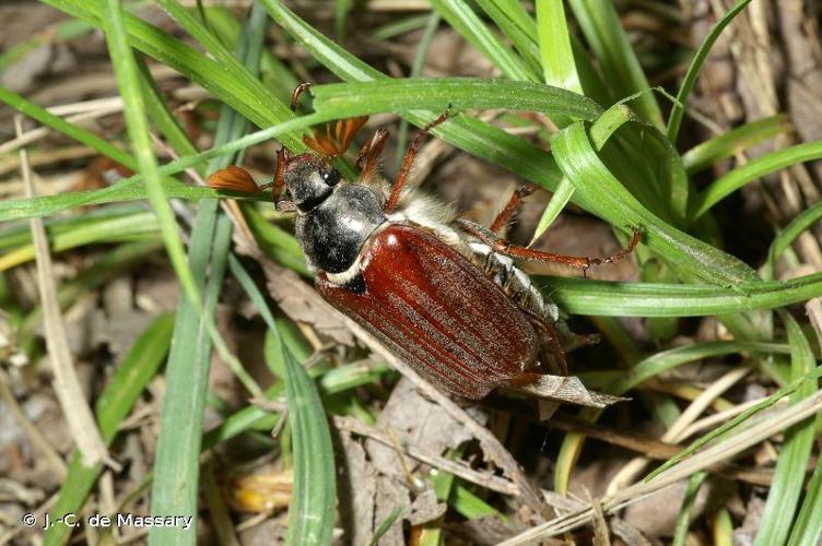 <i>Melolontha melolontha</i> (Linnaeus, 1758) © J.-C. de Massary