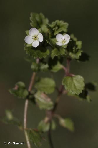 <i>Veronica agrestis</i> L., 1753 © O. Nawrot