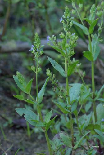 <i>Veronica anagallis-aquatica</i> L., 1753 © P. Gourdain