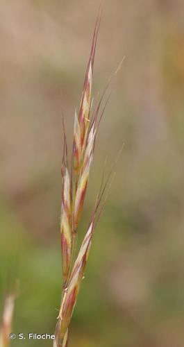 <i>Helictochloa pratensis</i> (L.) Romero Zarco, 2011 © S. Filoche