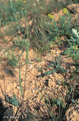 <i>Anisantha tectorum</i> (L.) Nevski, 1934 © S. Filoche