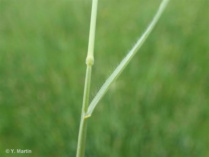 <i>Bromus racemosus</i> L., 1762 © 