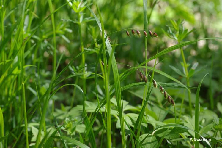 <i>Melica uniflora</i> Retz., 1779 © P. Gourdain