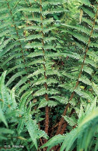 <i>Dryopteris affinis</i> (Lowe) Fraser-Jenk., 1979 © S. Filoche