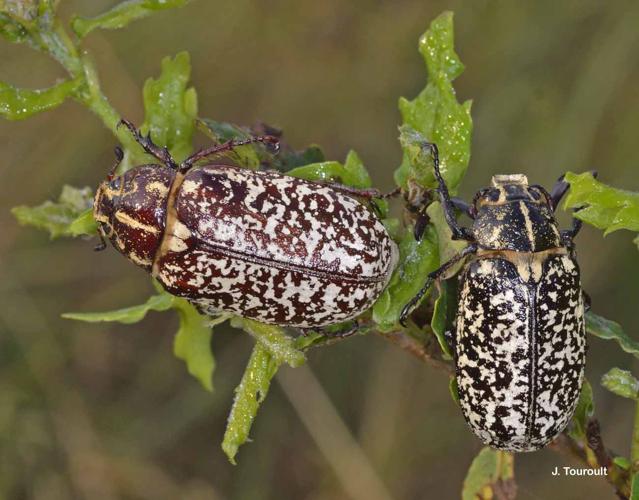 <i>Polyphylla fullo</i> (Linnaeus, 1758) © J. Touroult