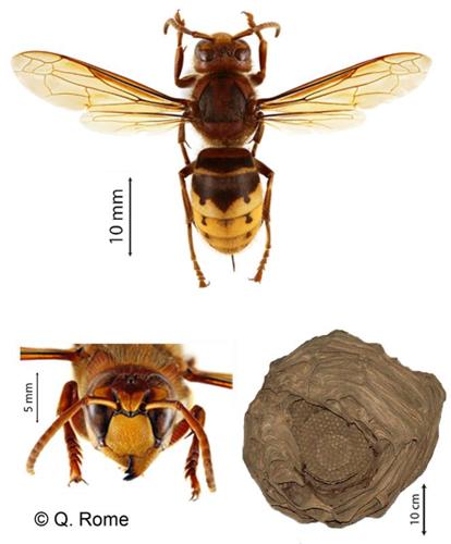 <i>Vespa crabro</i> Linnaeus, 1758 © 