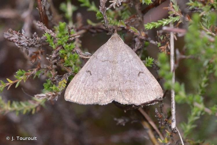 <i>Zanclognatha lunalis</i> (Scopoli, 1763) © J. Touroult