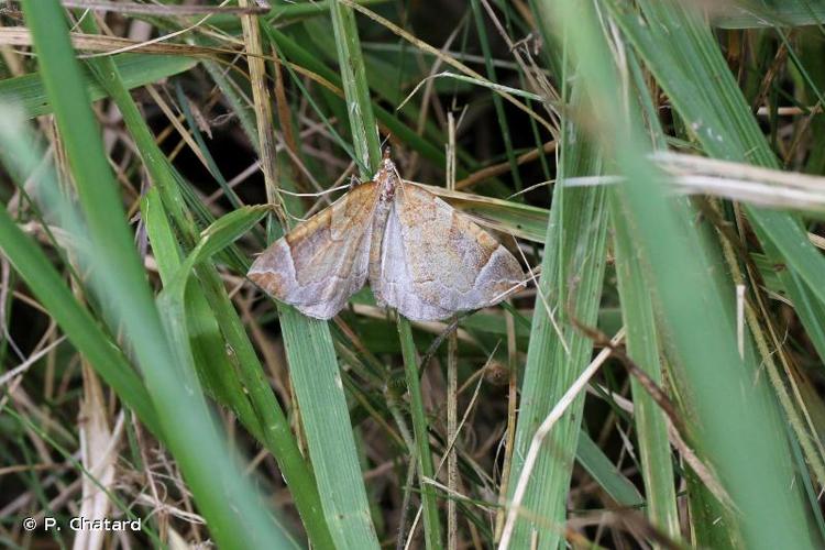 <i>Eulithis testata</i> (Linnaeus, 1760) © P. Chatard