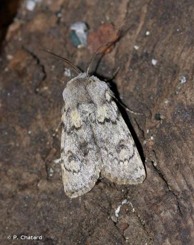 <i>Agrotis simplonia</i> (Geyer, 1832) © P. Chatard