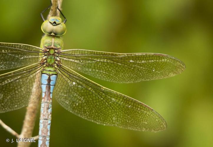 <i>Anax imperator</i> Leach, 1815 © J. LAIGNEL