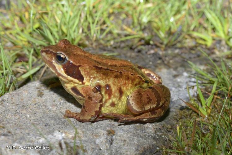 <i>Rana temporaria canigonensis</i> Boubée, 1833 © F. Serre Collet