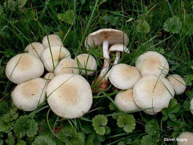 <i>Pholiota gummosa</i> (Lasch : Fr.) Singer © D. Sugny