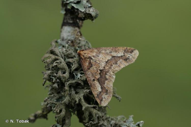 <i>Erannis defoliaria</i> (Clerck, 1759) © N. Tobak