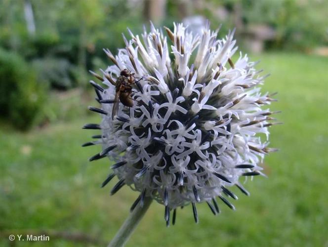 <i>Echinops sphaerocephalus</i> L., 1753 © 