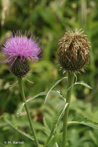 <i>Rhaponticum centauroides</i> (L.) O.Bolòs, 1970 © M. Bartoli