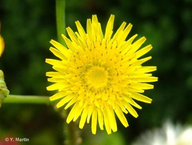 <i>Sonchus asper </i>(L.) Hill, 1769 subsp.<i> asper</i> © 