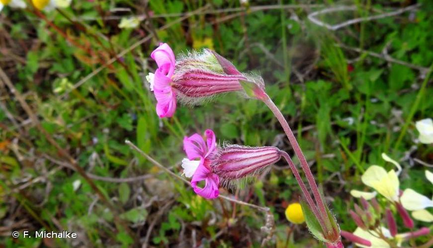 <i>Silene colorata</i> Poir., 1789 © F. Michalke