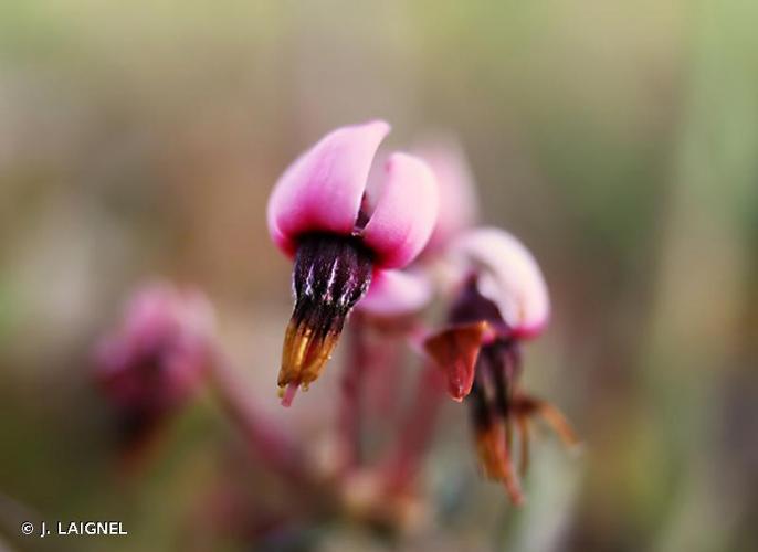 <i>Vaccinium oxycoccos</i> L., 1753 © J. LAIGNEL