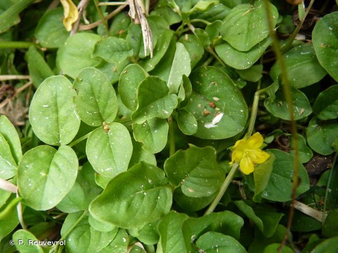 <i>Lysimachia nummularia</i> L., 1753 © P. Rouveyrol