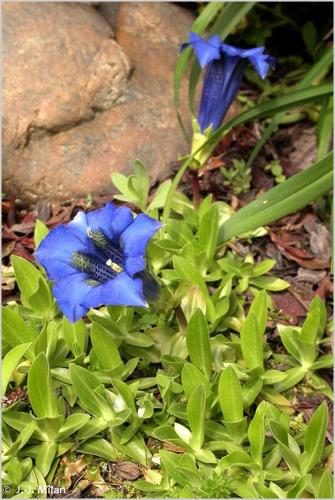 <i>Gentiana acaulis</i> L., 1753 © 