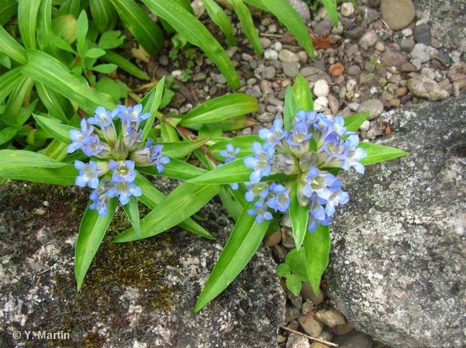 <i>Gentiana cruciata</i> L., 1753 © 