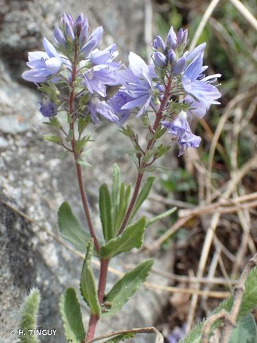 <i>Veronica prostrata</i> L., 1762 © H. TINGUY